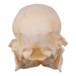 Real Domestic Pig Skull – Juvenile