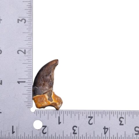 Real Grizzly Bear Back Claw - 10 g
