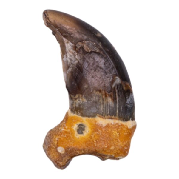Real Grizzly Bear Back Claw – 10 g