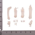 Real Domestic Cat Foot – Single