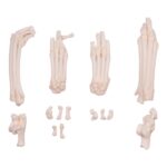 Real Domestic Cat Foot – Single