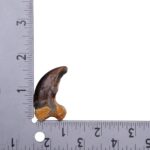 Real Grizzly Bear Back Claw – 10 g