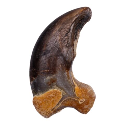 Real Grizzly Bear Back Claw - 10 g