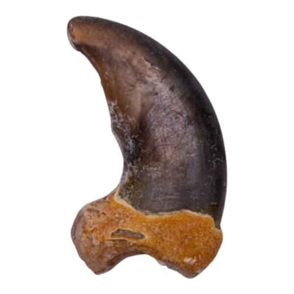 Real Grizzly Bear Back Claw – 10 g