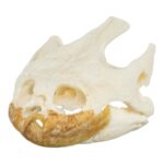 Real Snapping Turtle Skull – Pathology