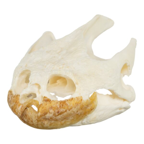 Real Snapping Turtle Skull – Pathology