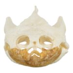 Real Snapping Turtle Skull – Pathology