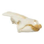 Real Snapping Turtle Skull – Pathology
