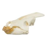 Real Snapping Turtle Skull – Pathology