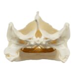 Real Snapping Turtle Skull – Pathology