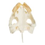 Real Snapping Turtle Skull – Pathology