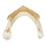 Real Snapping Turtle Skull – Pathology