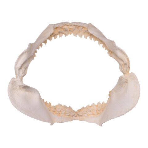 Replica Tiger Shark Jaw