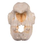 Replica Black Rhinoceros Skull