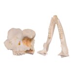 Replica Black Rhinoceros Skull