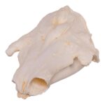 Replica Narwhal Skull