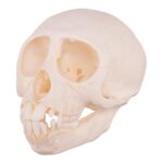 Real Vervet Monkey Skull – Adolescent
