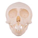 Real Vervet Monkey Skull – Adolescent