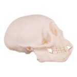 Real Vervet Monkey Skull – Adolescent