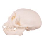 Real Vervet Monkey Skull – Adolescent