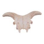 Real Partial Domestic Goat Skull