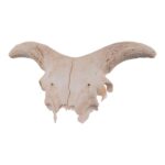 Real Partial Domestic Goat Skull