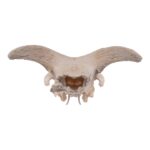 Real Partial Domestic Goat Skull