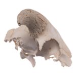 Real Partial Domestic Goat Skull