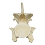 Replica Giraffe Vertebrae