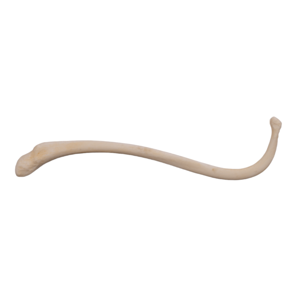 Replica Raccoon Baculum