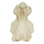 Replica Giraffe Vertebrae