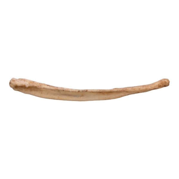 Replica Raccoon Dog Baculum