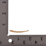 Replica Raccoon Dog Baculum