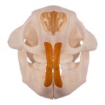 Real American Porcupine Skull – Adolescent