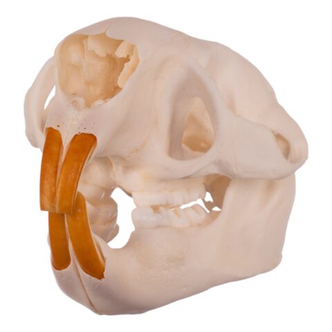 Real American Porcupine Skull - Adolescent