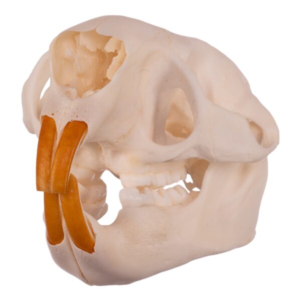 Real American Porcupine Skull – Adolescent