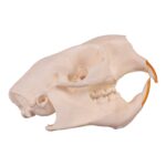 Real American Porcupine Skull – Adolescent