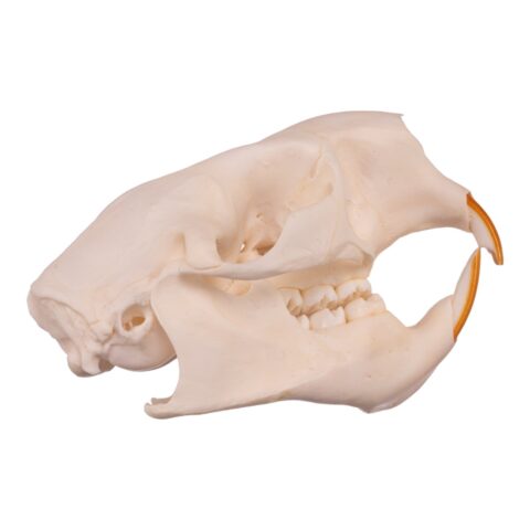 Real American Porcupine Skull - Adolescent