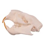 Real American Porcupine Skull – Adolescent