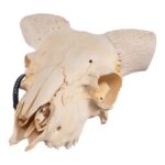 Real Domestic Ram Skull