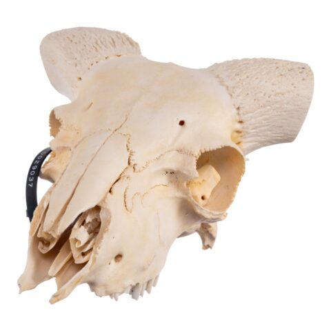 Real Domestic Ram Skull