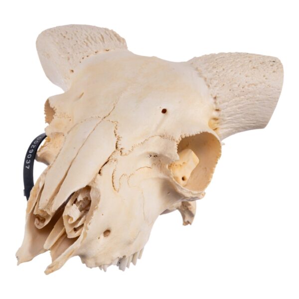 Real Domestic Ram Skull