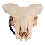 Real Domestic Ram Skull