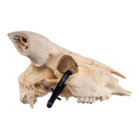 Real Domestic Ram Skull