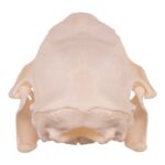 Real American Porcupine Skull – Adolescent