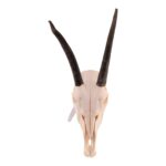 Real Gemsbok Skull with Jaw – Juvenile