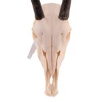 Real Gemsbok Skull with Jaw – Juvenile