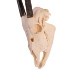 Real Gemsbok Skull with Jaw – Juvenile