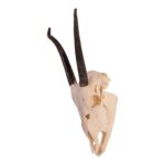 Real Gemsbok Skull with Jaw – Juvenile