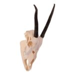 Real Gemsbok Skull with Jaw – Juvenile